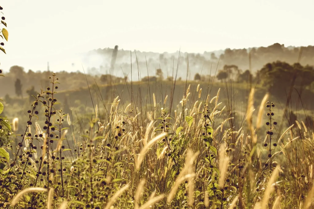 Golden sunlight illuminates a field with tall grasses and distant trees shrouded in mist.