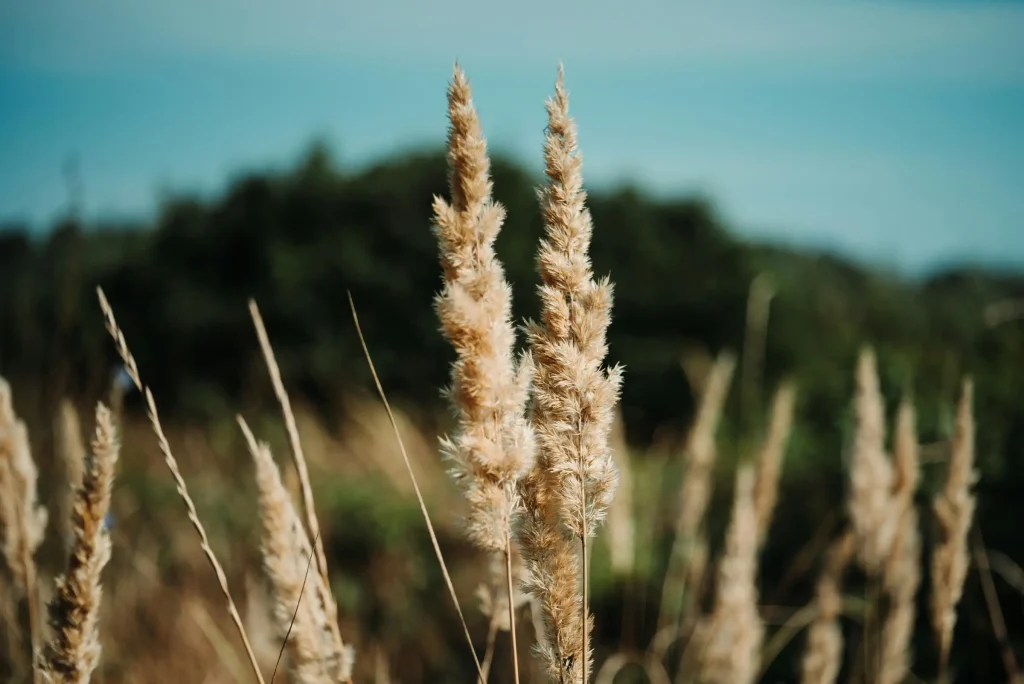 Tall dried grasses against a blurred natural background.